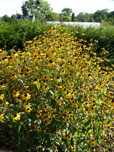 Rudbeckia triloba